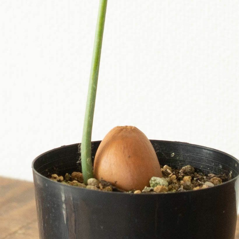 ディオーンスピヌロスム（メキシコソテツ）育て方付き｜耐寒性があり丈夫