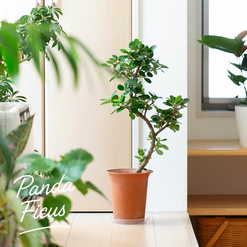 パンダガジュマル「幹曲がり」盆栽風仕立て