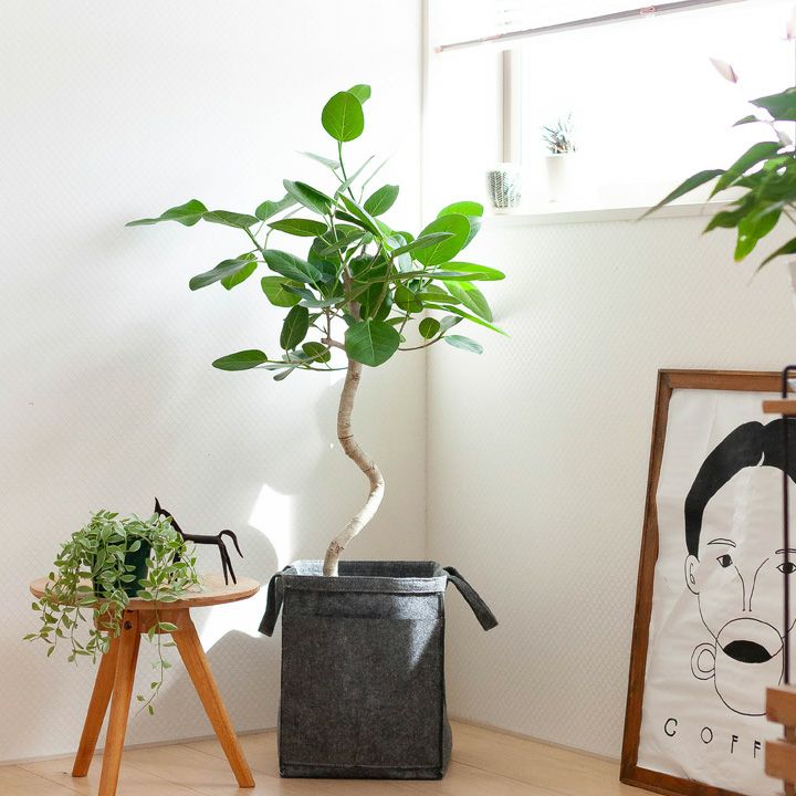 現品 フィカス ゴムの木 ベンガレンシス 53番 曲がり インテリア 観葉