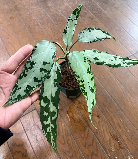 Aglaonema Pictum A “しるば～らいん” Aceh sumatera【LA1218-02b