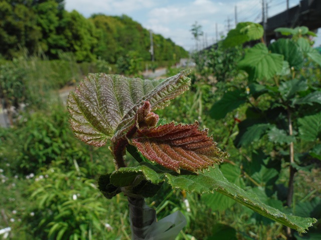 宮菜園-ヘーゼルナッツ