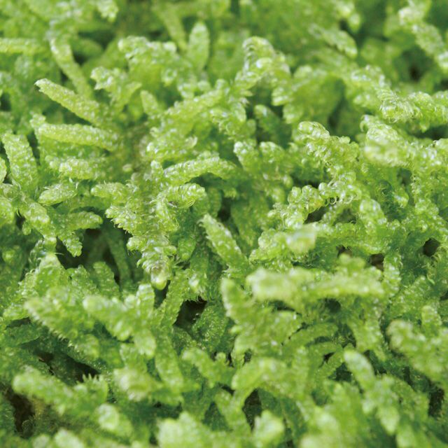 ハイゴケ | 苔の販売専門店モスファーム