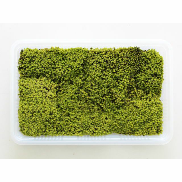 スナゴケミニパック（M1）(222×143mm) | 苔の販売専門店モスファーム