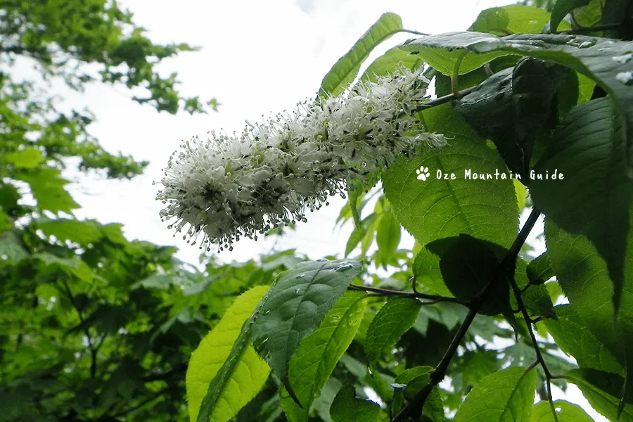 ウワミズザクラ