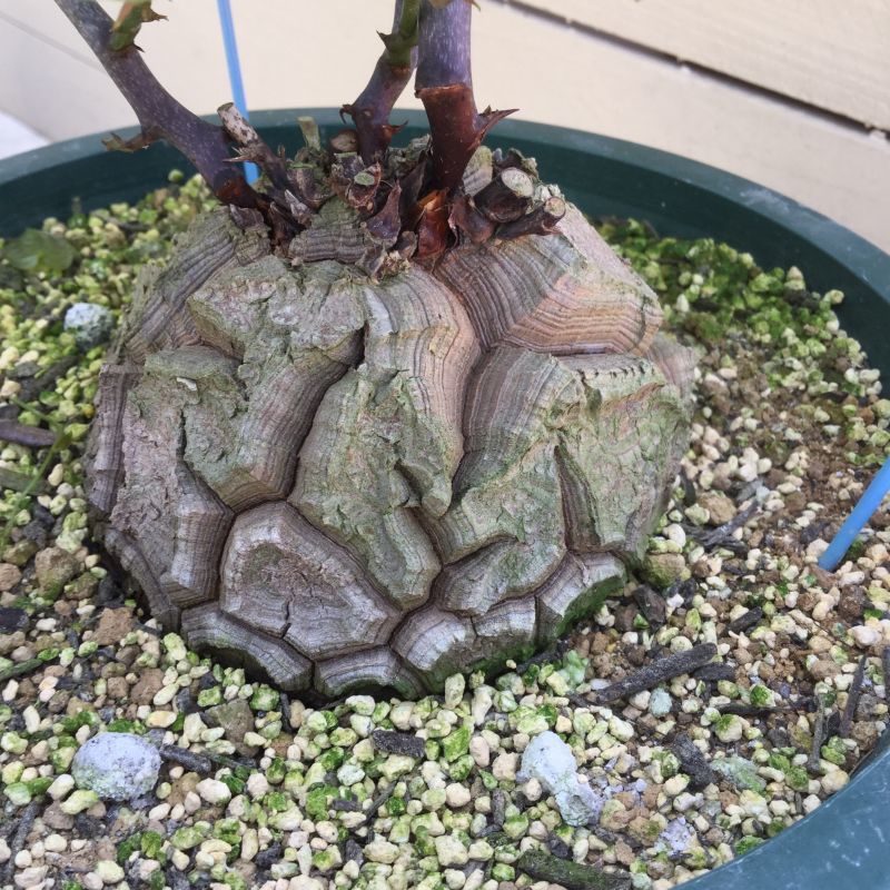 Dioscorea elephantipes ( アフリカ亀甲竜 ) - M's plants