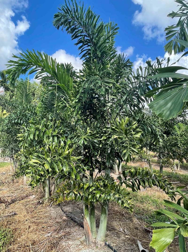 Premium Field Grown Palm Trees - Smart Choice Foxtails Wodyetia