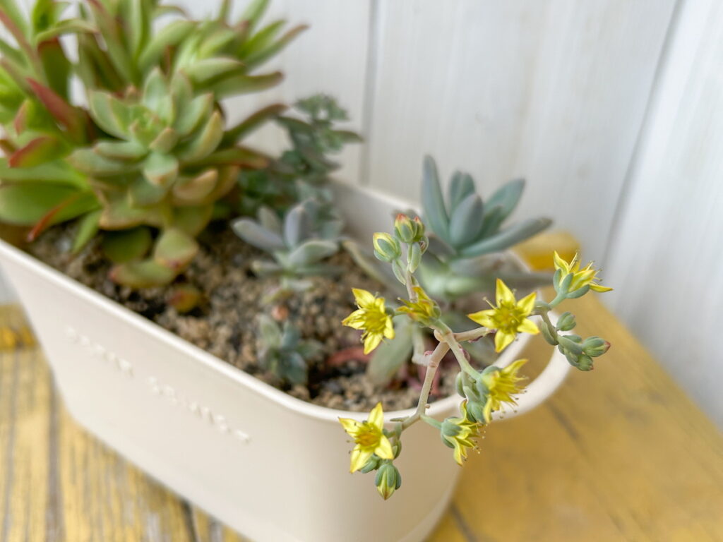 放っておく加減が意外と難しい「多肉植物」。葉挿しや挿し木で増やす