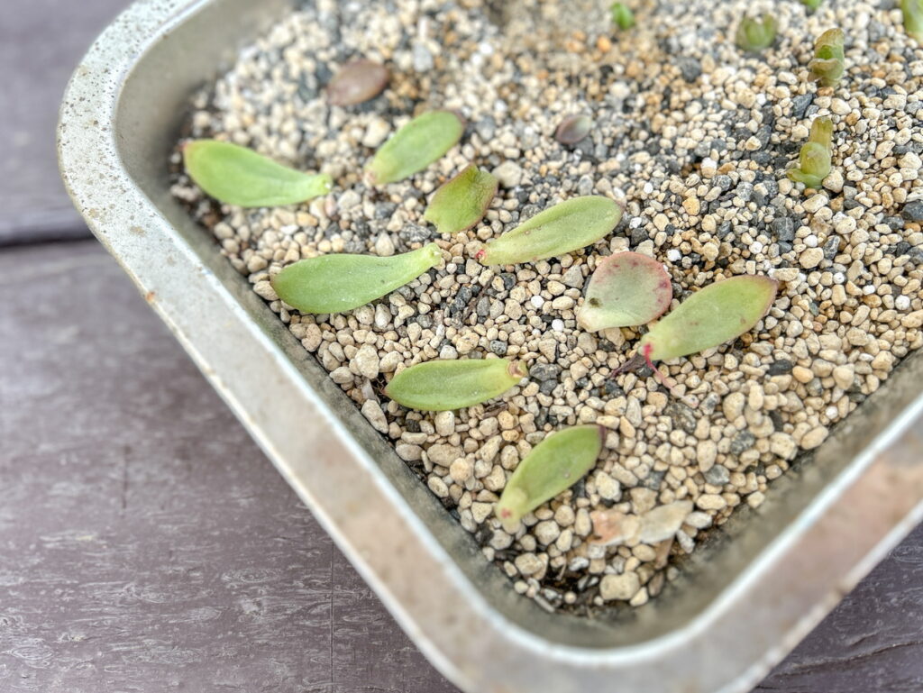 放っておく加減が意外と難しい「多肉植物」。葉挿しや挿し木で増やす