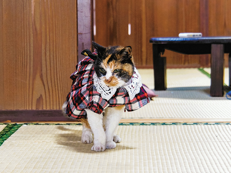 古民家でお達者に暮らすみけちゃんは25歳