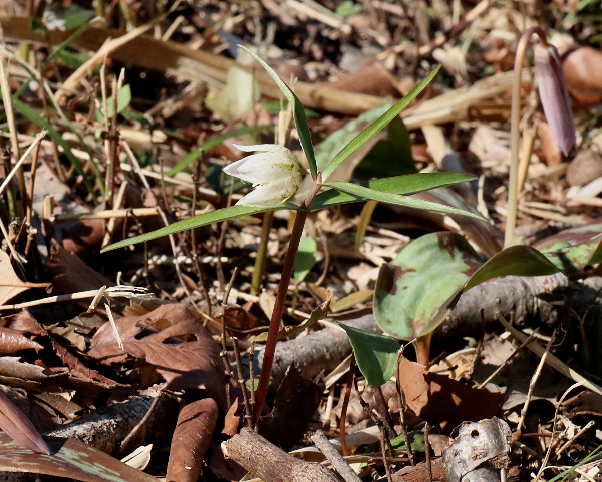 カイコバイモ | 山川草木図譜 | 春, 野山の植物, 山岳の植物
