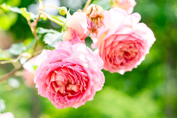 熱海がバラに染まる春、600種・4000株が咲き誇る「ACAO ROSE FESTA