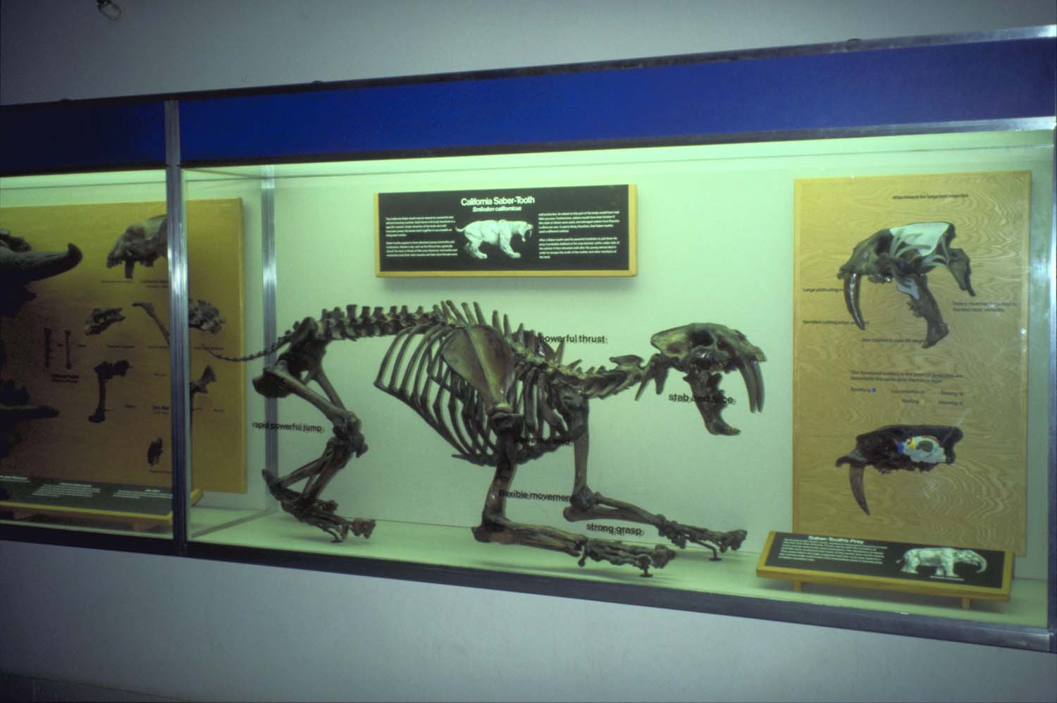 サーベルタイガー