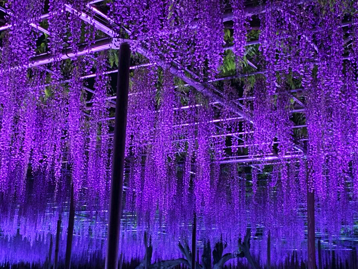 五万石藤まつり | 愛知県西三河エリアの公式観光サイト 西三河ぐるっとナビ