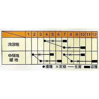 キャベツ 種 【 ミニキャベツ 甘乙女 】 種子 小袋 | 農業屋.com