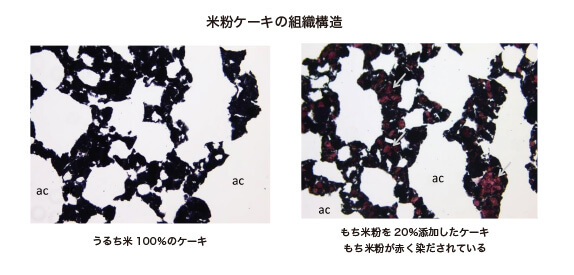組織構造 | おいしさの科学研究所
