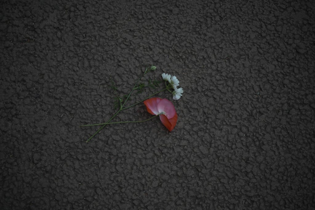 PENTAX Macro Takumar 50mm f4 等倍マクロ M42 レビュー作例 おすすめ