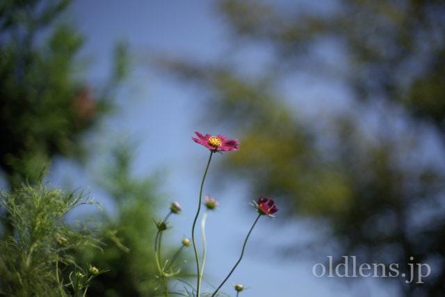 Nikon Nikkor 50mm F1.4 Ai-S Review作例 ニコンの銘玉神レンズ格安1万