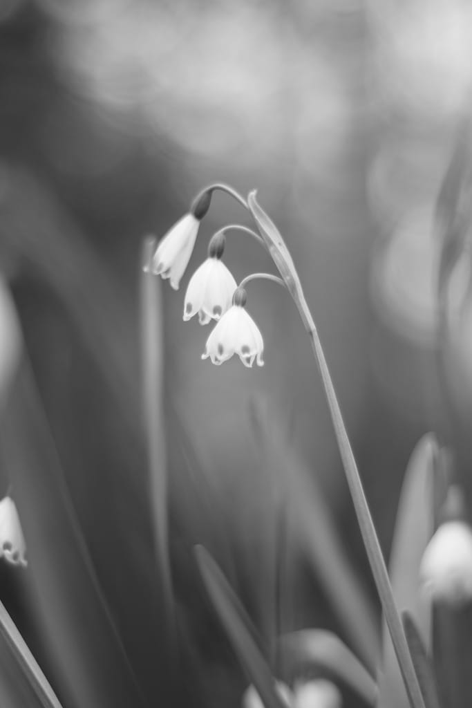 Kern ALPA Macro Switar 50mm F1.8 AR レビュー作例 美ボケ滲む銘玉