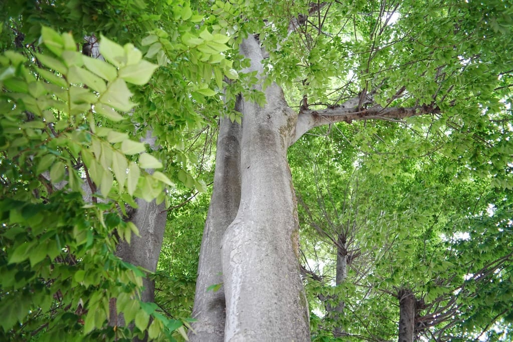 Konica Hexanon AR 28mm f3.5 第3世代 Review作例 ヘキサノン広角銘玉