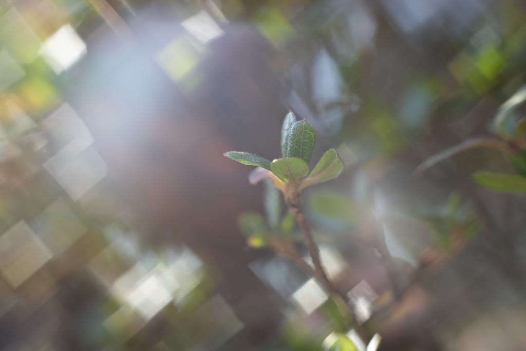 MC Zenitar-ME1 50mm f1.7 M42 レビュー作例 スクエアボケ ロシア銘玉