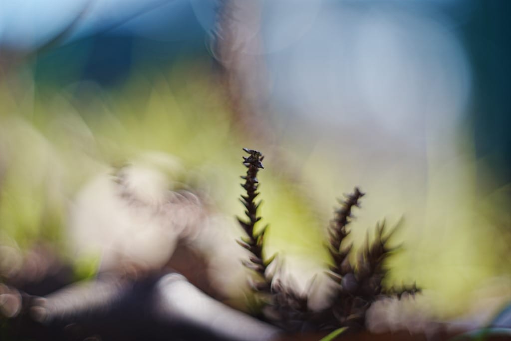 Oreston 50mm f1.8前期 M42 レビュー作例 クセ玉オールドレンズ