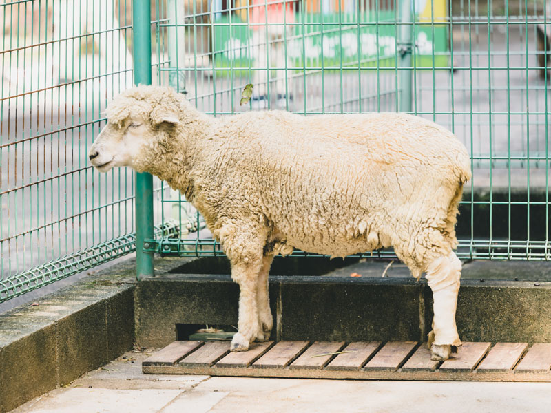 ヒツジ - 大牟田市動物園 Omuta City Zoo