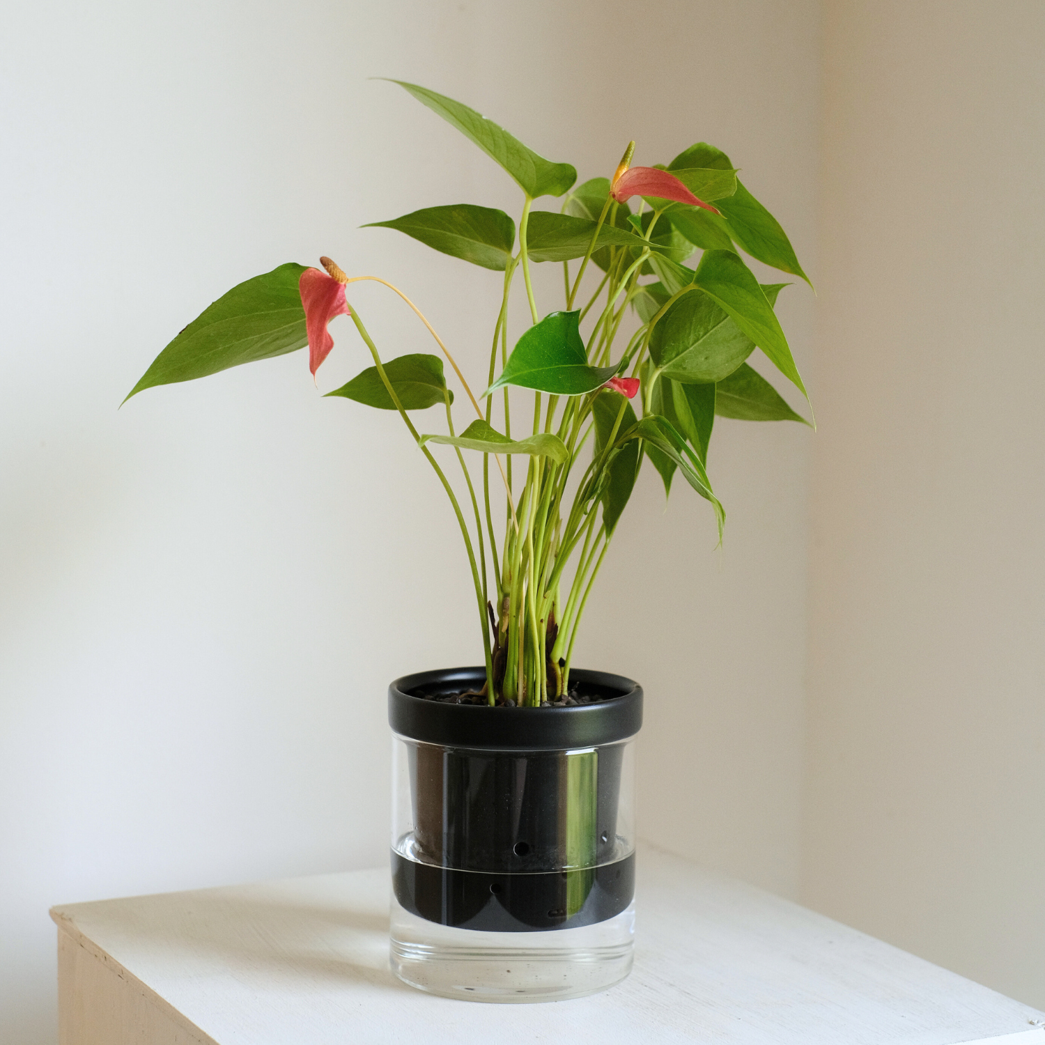 水耕栽培 ハイドロカルチャー専用鉢 食虫植物の鉢｜陶器 おしゃれな鉢