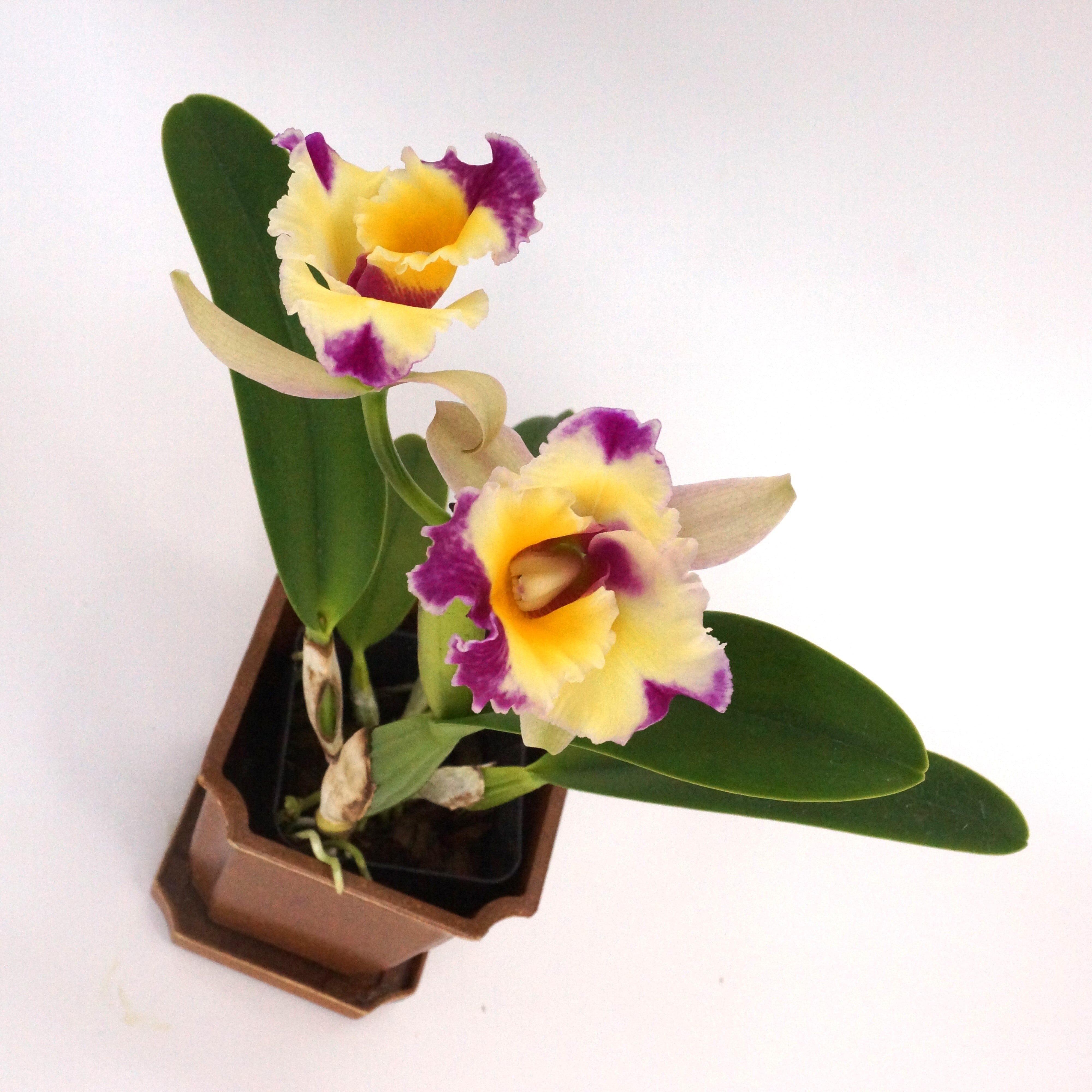 Rlc. Long Life 'Rainbow Yuki' x Pot. Dick Smith 'Paradise