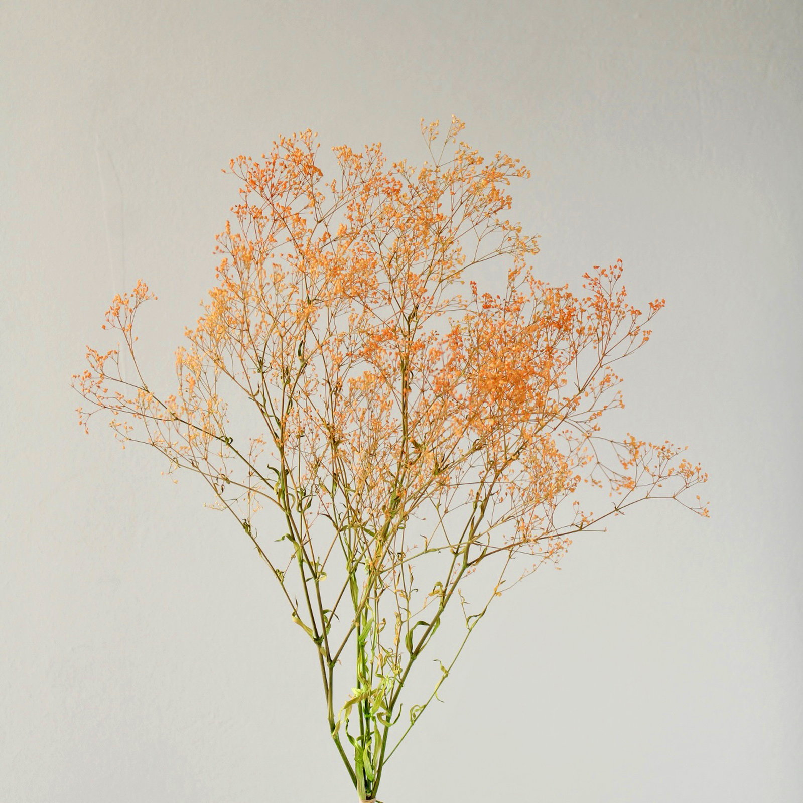 ｽｰﾊﾟｰｿﾌﾄﾐﾆｶｽﾐｿｳ・ﾌﾚｱ ｵﾚﾝｼﾞ/ｸﾞﾘｰﾝ: プリザーブドフラワー ｜ YDM