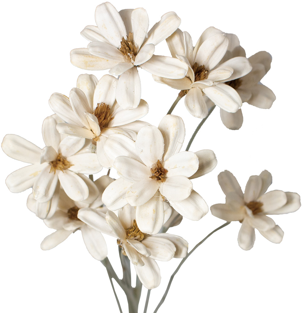 GPｼｰﾄﾞﾌﾗﾜｰｵﾌﾎﾜｲﾄ: ドライフラワー ｜ YDMオンラインストア ｜ 横浜