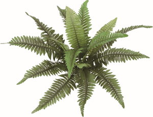 ﾎﾞｽﾄﾝﾌｧｰﾝ: フェイクグリーン ｜ YDMオンラインストア ｜ 横浜