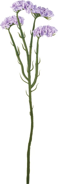 ｻﾝﾀﾞｰｿﾆｱ: クイックオーダーでのみ販売 ｜ YDMオンラインストア