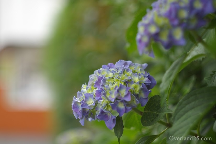 Helios 44-2 58mm F2 – インスタ人気No1はぐるぐるボケのロシアレンズ