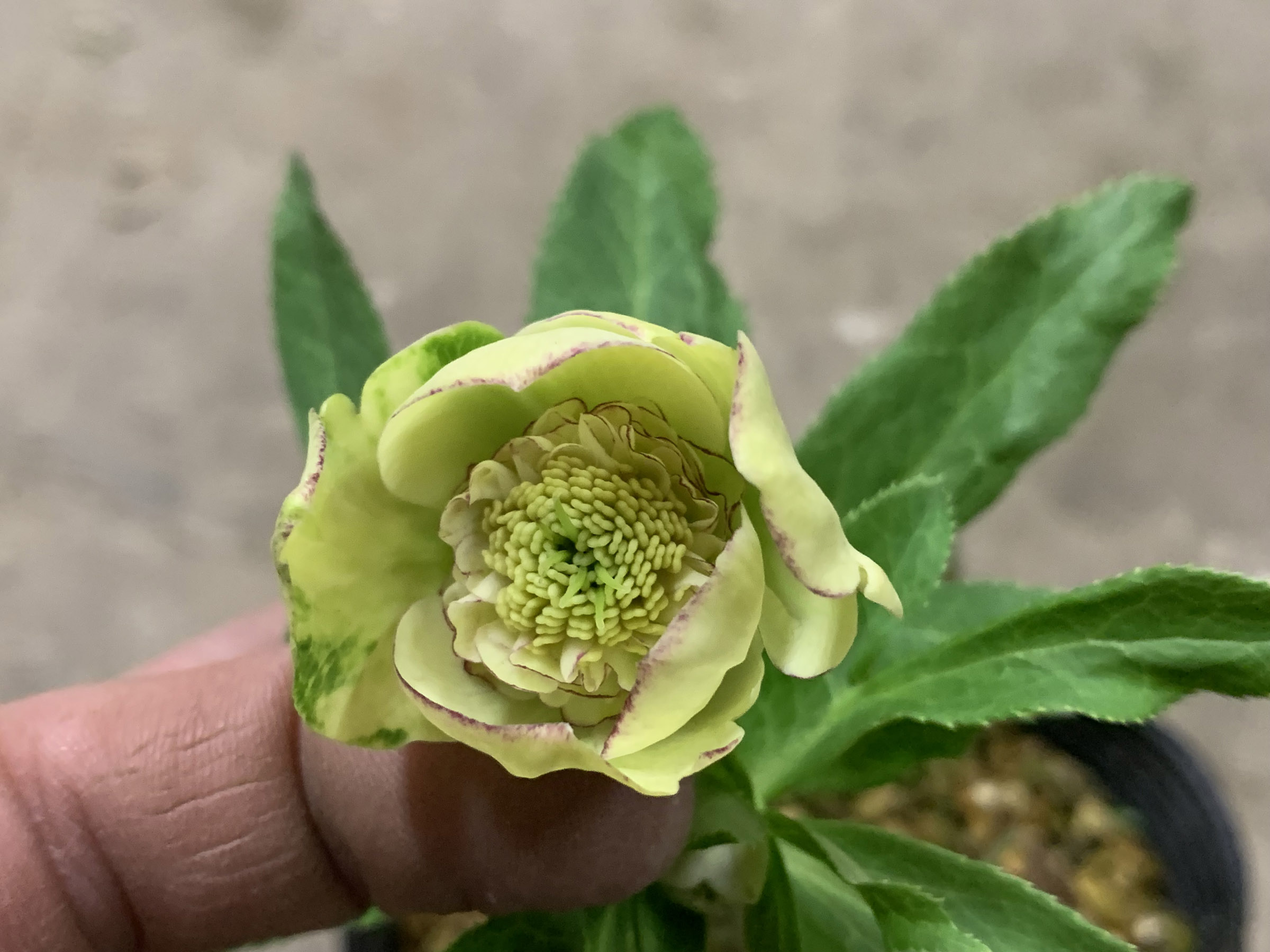 1F|クリスマスローズ追加(加藤農園 千重咲きモーリー!!) | オザキ