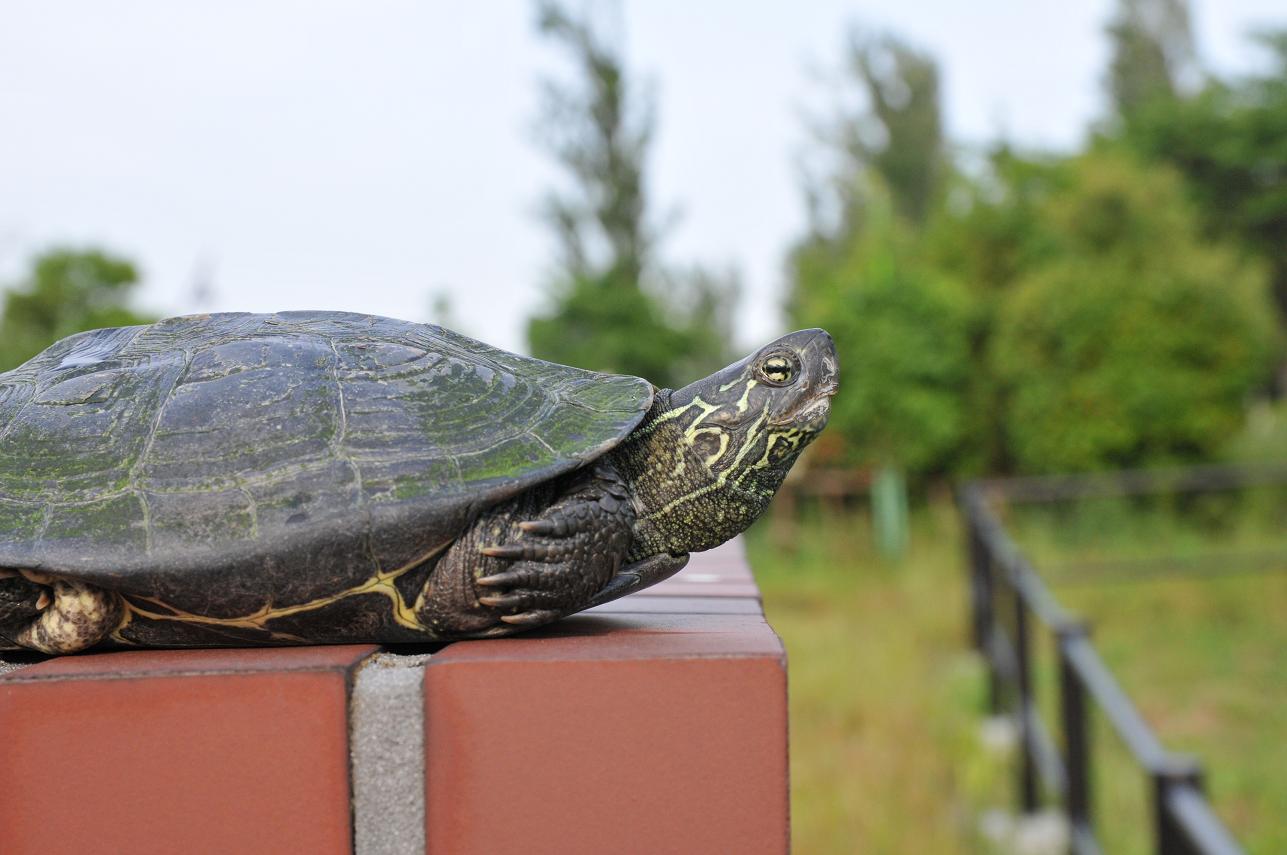水元公園のカメについて(真面目） : 水元かわせみの里水辺のふれあいルーム
