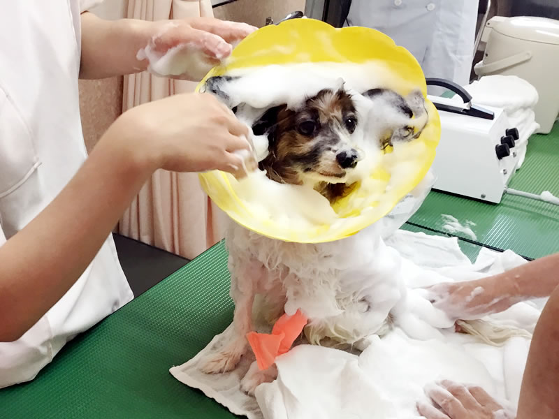 導入について｜LATEE＋SPA PET ラテスパペット