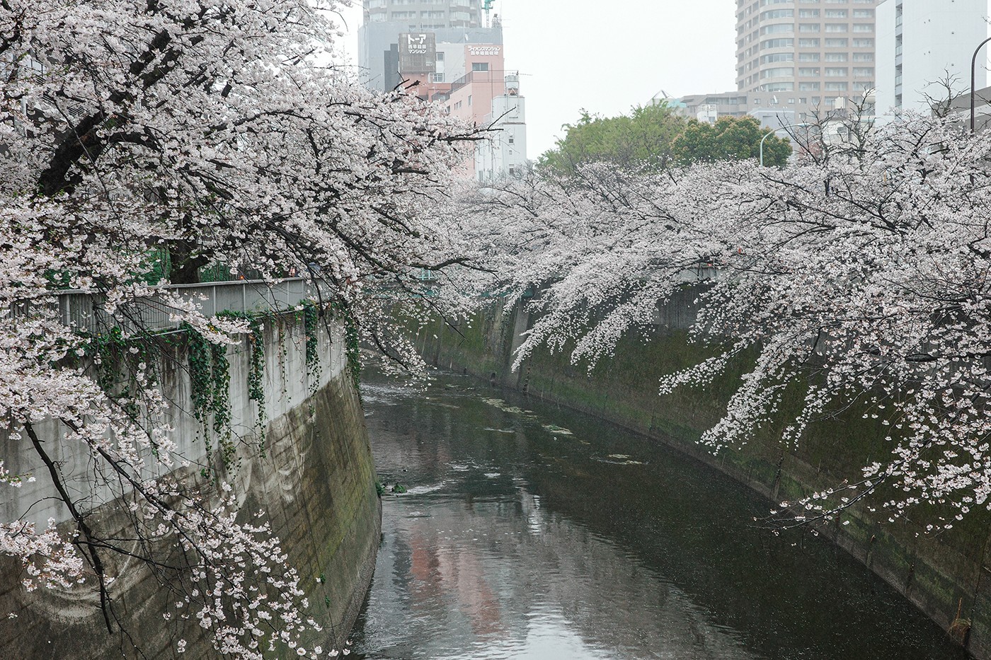 柊サナカ：第6話 都電荒川線、カメラ散歩1000円旅（早稲田から王子編