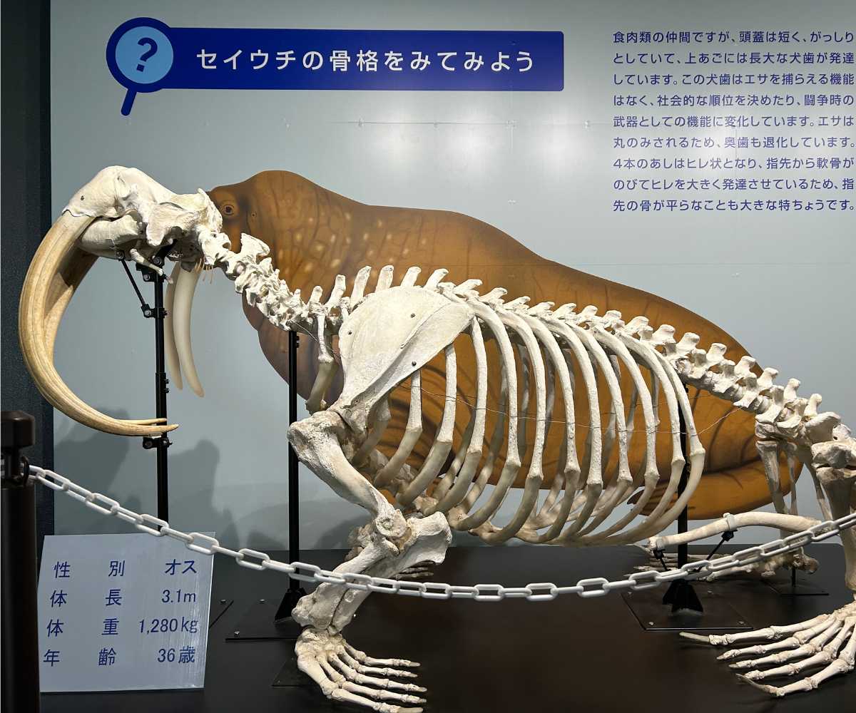 ワモンアザラシ - ひれあし図鑑