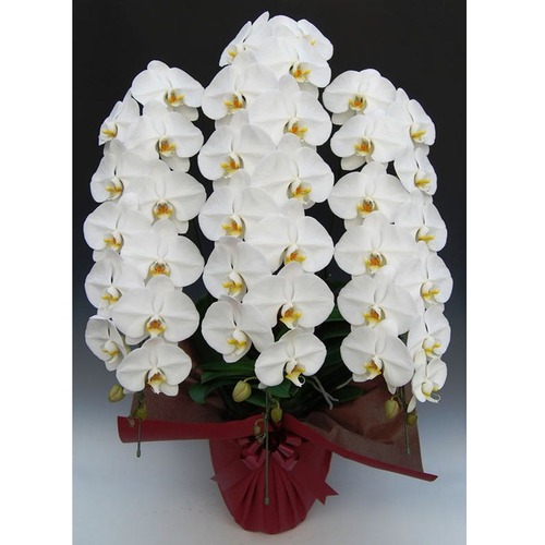 胡蝶蘭3本立ち（白）40 | 移転祝い 開店祝い 法人ギフト販売のアンジェ