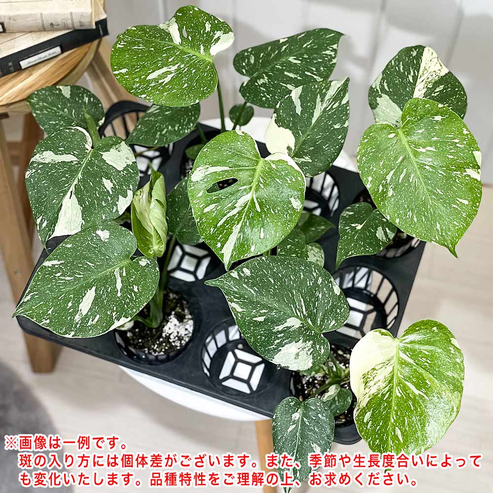PLANCHU 観葉植物 モンステラ タイコンステレーション Monstera