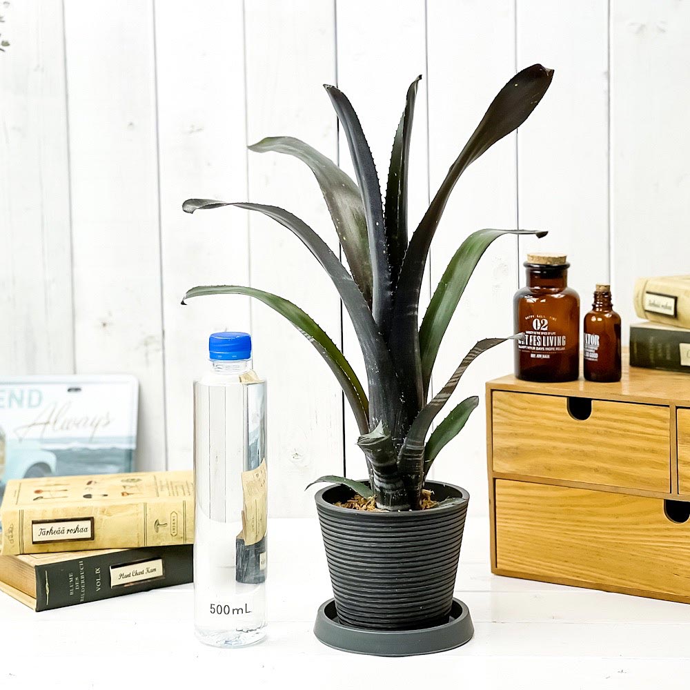 PLANCHU200527 観葉植物 ビルベルギア ダースベイダー 4号樹脂鉢