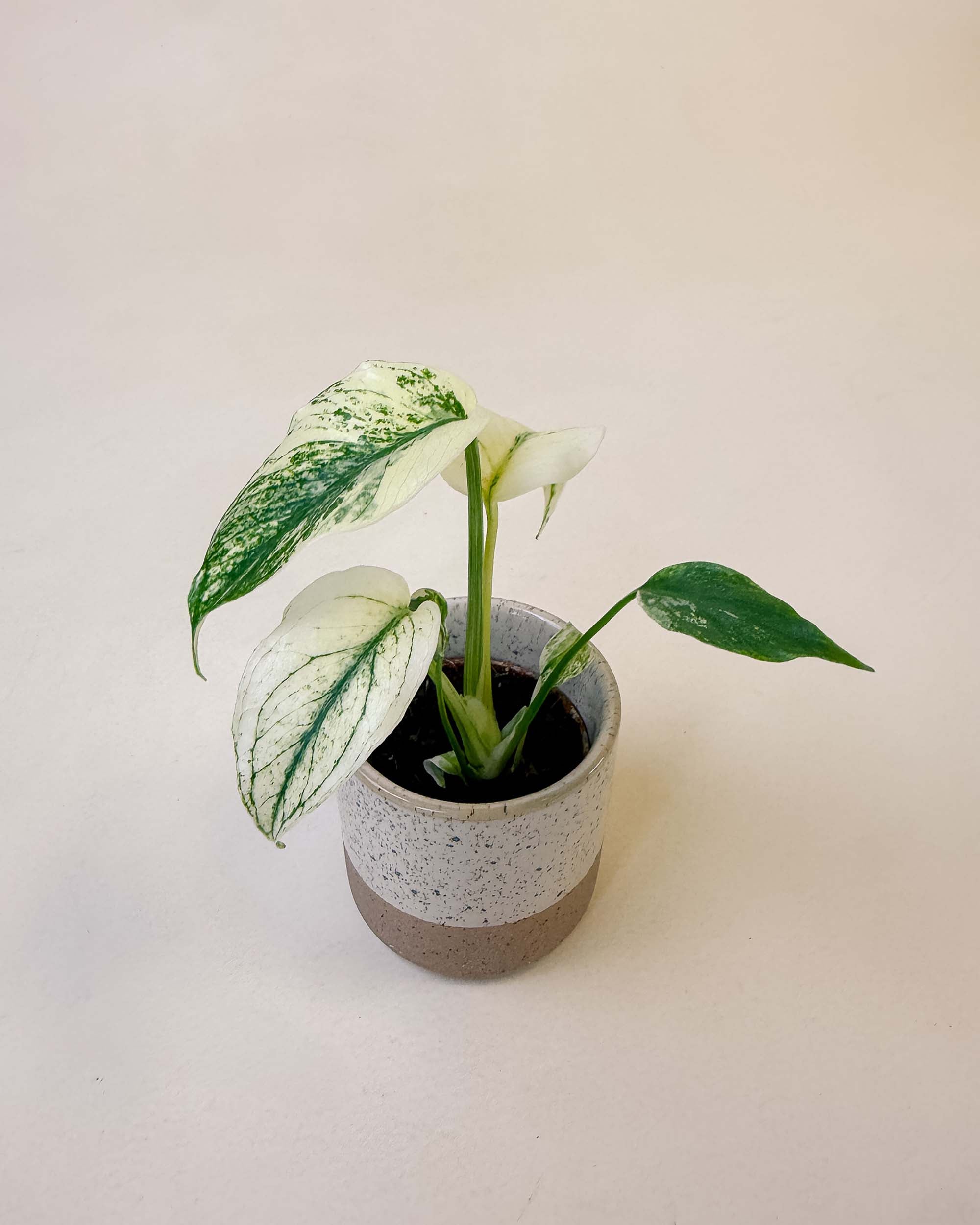 Monstera deliciosa variegata 'Mint' Baby | Plant Circle