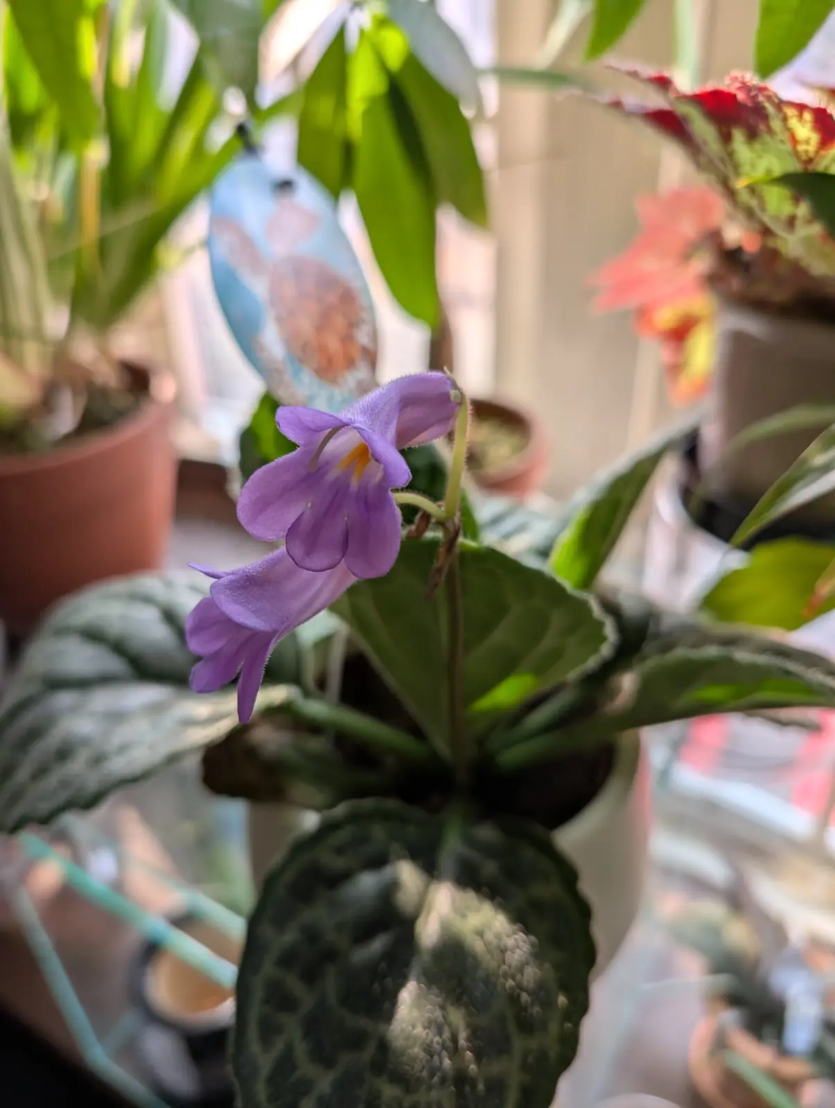 ストレプトカーパス プリティタートル 園芸ネット本店｜ストレプト