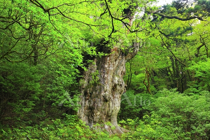 鹿児島県 屋久島 大株歩道沿いに立つ世界自然遺産の縄文杉 世界