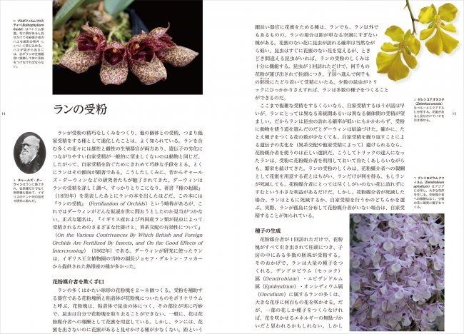 749属2万6000種からなるラン科の魅力を1冊に凝縮した『世界のラン大