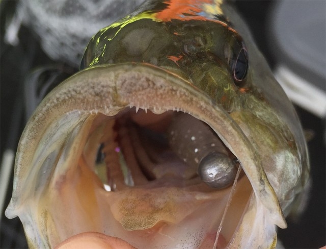 スモールマウスバスの歯は想像を絶する硬さ | UNITORO