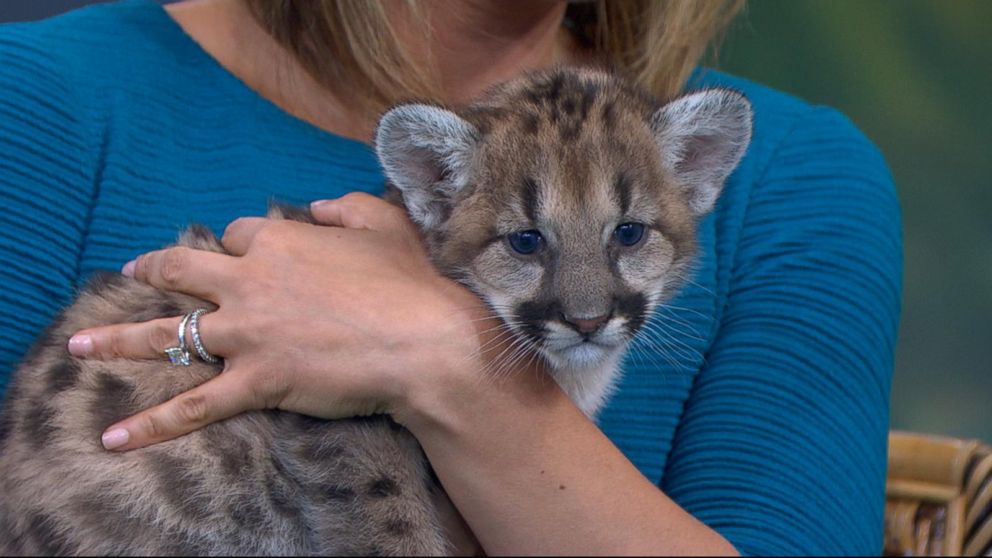 Video Catching Up With Jack Hanna and His 4-Legged Furry Friends
