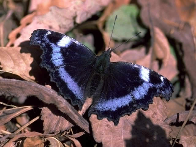 ルリタテハ - 昆虫 - 動物 - Y!きっず図鑑