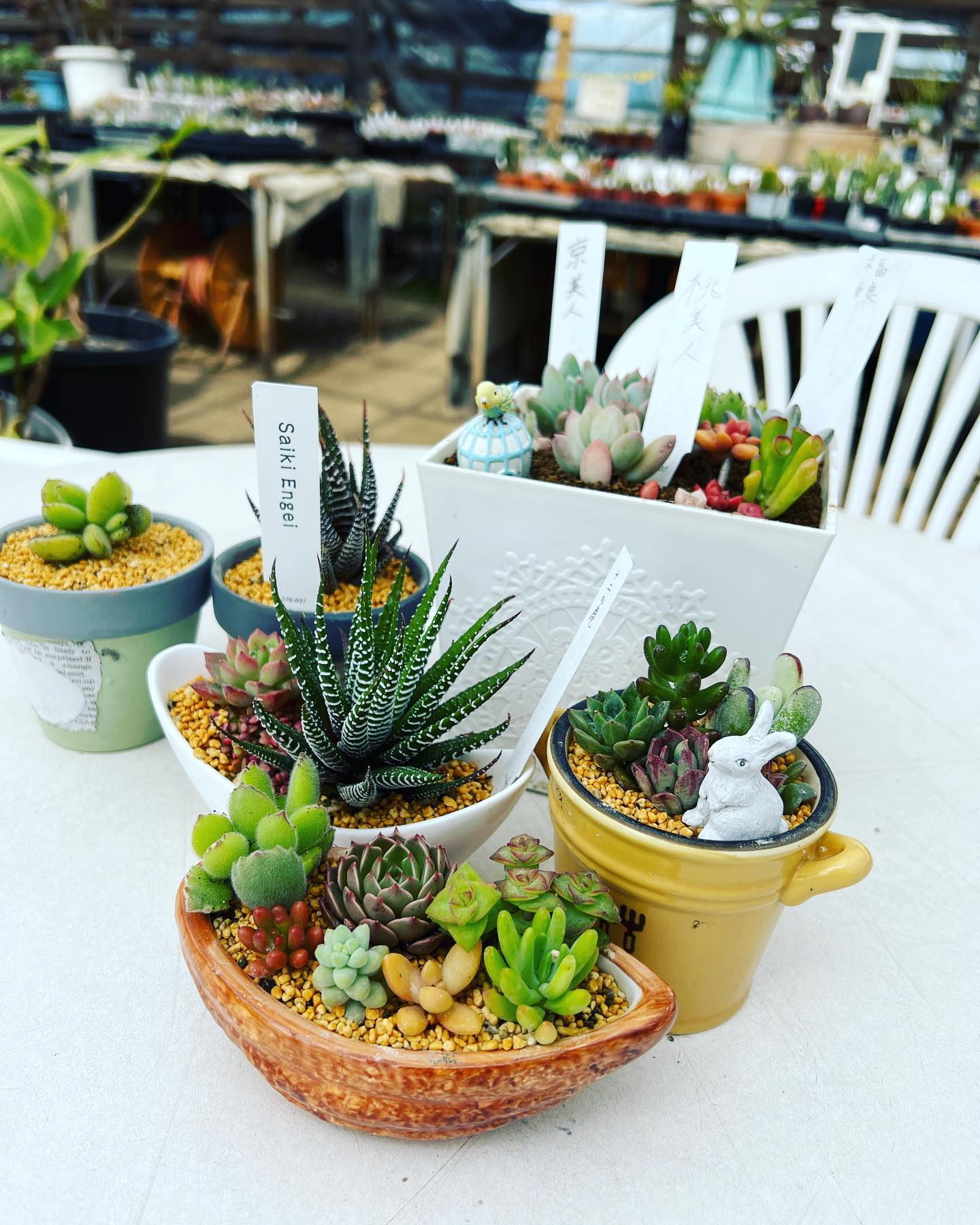 多肉植物寄せ植え | ブログ | 通販で多肉植物なら「Saiki Engei」