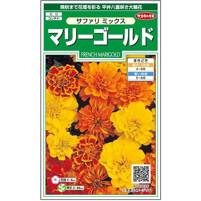 マリーゴールド サファリ ミックス｜種（タネ）,球根,苗,資材